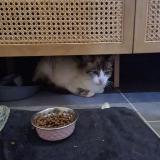 Photo de chat trouvé à Trellieres