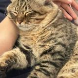 Photo de chat retrouvé à Islamabad