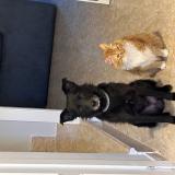 Photo de chat perdu à Ciempozuelos