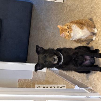 Photo 1/1 Leo Chat perdu à Ciempozuelos