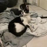 Photo de chat trouvé à Montpellier