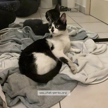 Photo 1/1 Chat retrouvé Trouvé à Montpellier