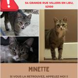 Photo de chat perdu à Villiers En Lieu