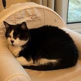 Photo de chat perdu à Saint Avertin