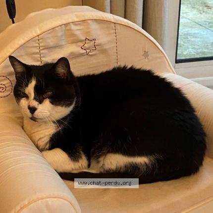 Photo 1/1 Chat retrouvé Perdu à Saint avertin