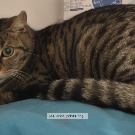 Photo 2/2 Chat retrouvé Trouvé à Montigny le bretonneux