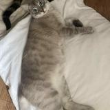 Photo de chat perdu à Villefranche De Lonchat