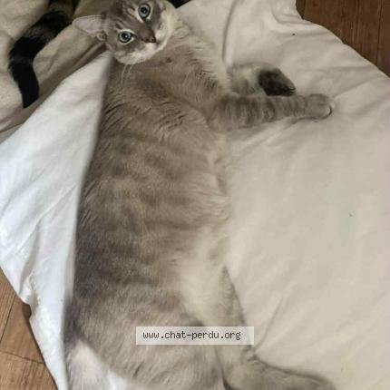 Photo 1/1 Chat retrouvé Perdu à Villefranche de lonchat