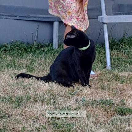 Photo 1/1 Corail Chat perdu à Montagnieu