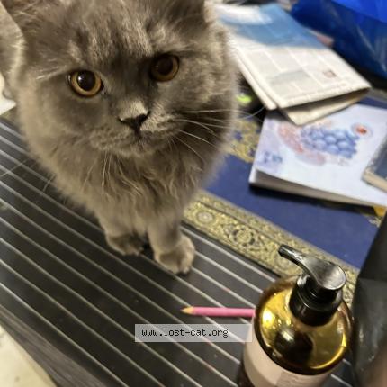 Photo 1/1 Felix Chat perdu à Kolkata