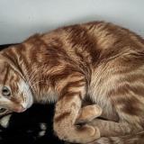 Photo de chat perdu à Drancy