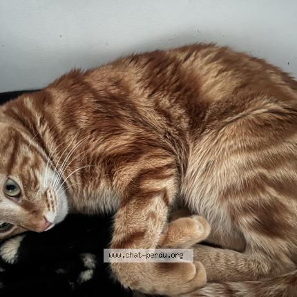 Photo 1/1 Chat retrouvé Perdu à Drancy