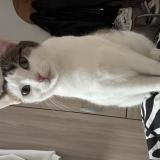 Photo de chat perdu à Essomes Sur Marne