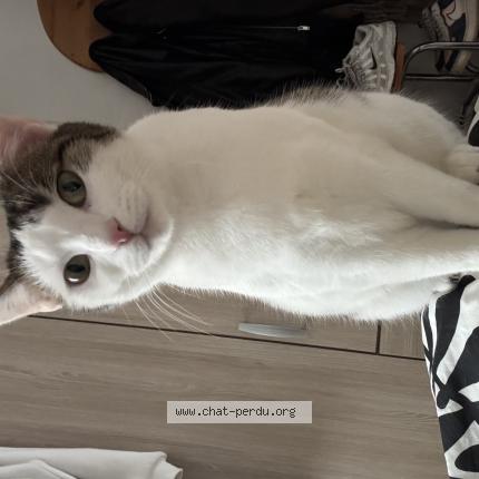 Photo 1/1 Chat retrouvé Perdu à Essomes Sur Marne