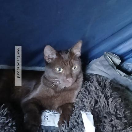 Photo 1/1 Leroy Chat perdu à Spokane