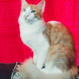 Photo de chat perdu à Trivandram