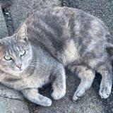 Photo de chat perdu à Dreux