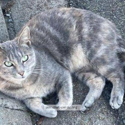 Photo 1/1 Chat retrouvé Perdu à Dreux