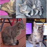 Photo de chat perdu à Dreux