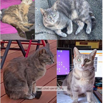 Photo 1/1 Chat retrouvé Perdu à Dreux