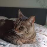 Photo de chat perdu à Montigny Les Metz