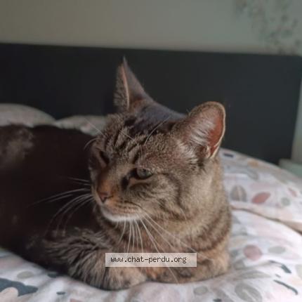 Photo 1/1 Chat retrouvé Perdu à Montigny Les Metz