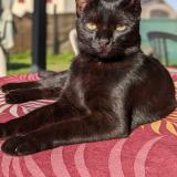 Photo de chat perdu à Polliat