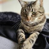 Photo de chat perdu à Toulouse