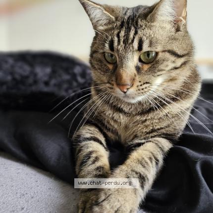 Photo 1/1 Chat retrouvé Perdu à Toulouse