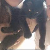 Photo de chat perdu à Jerez