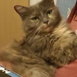 Photo de chat perdu à Grez Neuville