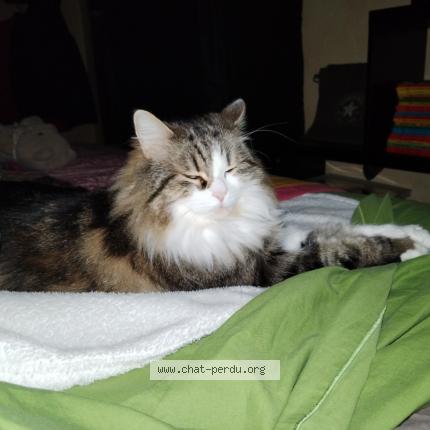 Photo 1/1 Chat retrouvé Perdu à Le muy