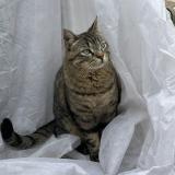 Photo de chat perdu à Avignon