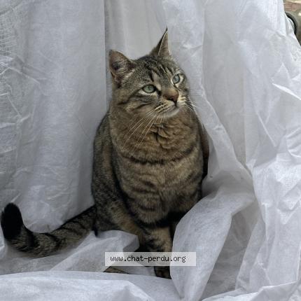 Photo 1/1 Chat retrouvé Perdu à Avignon