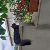 Photo de chat perdu à Viriat