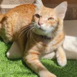 Photo de chat perdu à Dehradun