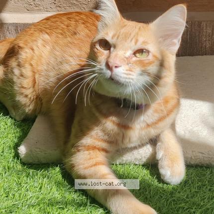 Photo 1/1 Goa Chat perdu à Dehradun