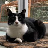 Photo de chat perdu à Albi