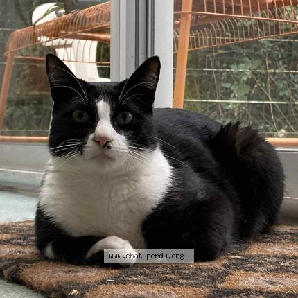 Photo 1/1 Chat retrouvé Perdu à Albi