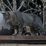 Photo de chat perdu à Lauzerte