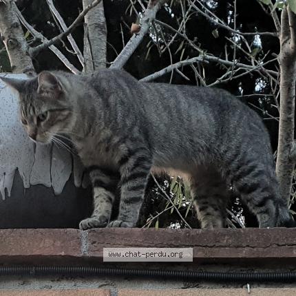 Photo 1/1 Chat retrouvé Perdu à Lauzerte