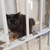 Photo de chat trouvé à Avignon