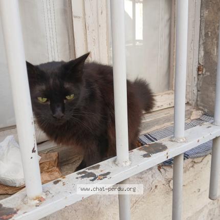 Photo 1/2 Chat retrouvé Trouvé à Avignon