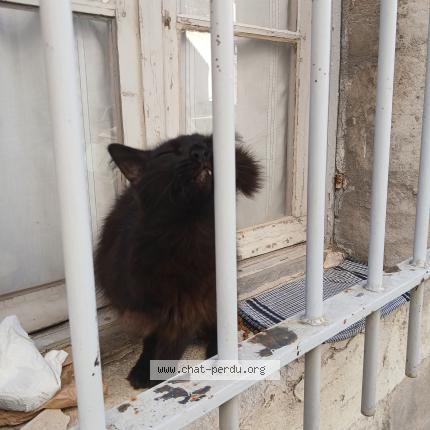 Photo 2/2 Chat retrouvé Trouvé à Avignon