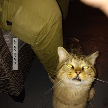 Photo 1/1 Chat trouvé Trouvé à Northampton