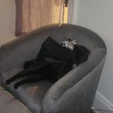 Photo de chat perdu à Bronx