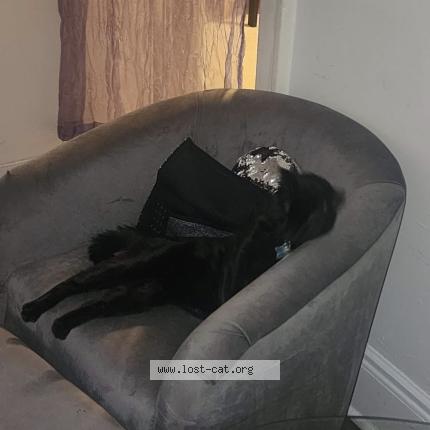 Photo 1/1 Bichi Chat perdu à Bronx