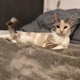 Photo de chat perdu à Suresnes