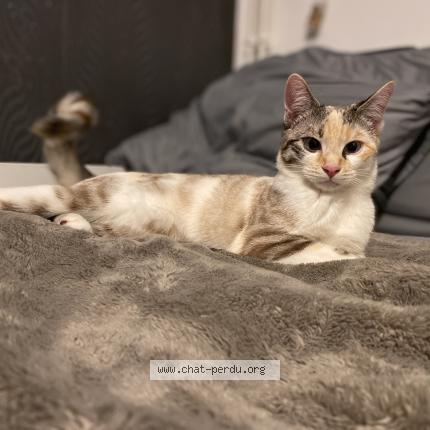 Photo 1/1 Chat retrouvé Perdu à Suresnes