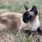 Photo de chat perdu à Nice